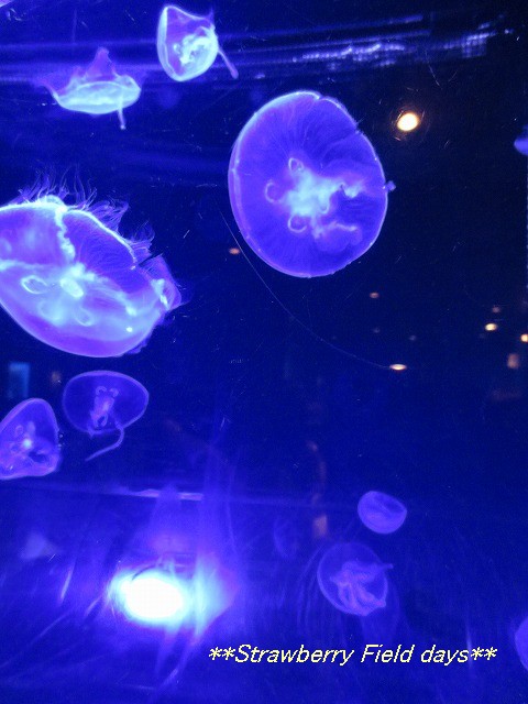 c0087094_15213776.jpg