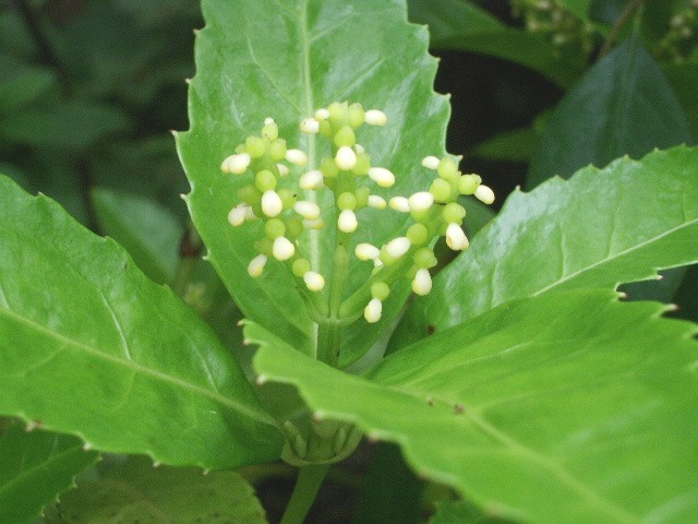 e0025300_1353621.jpg