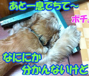 にほんブログ村 犬ブログ アメリカンコッカースパニエルへ