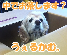 にほんブログ村 犬ブログ アメリカンコッカースパニエルへ