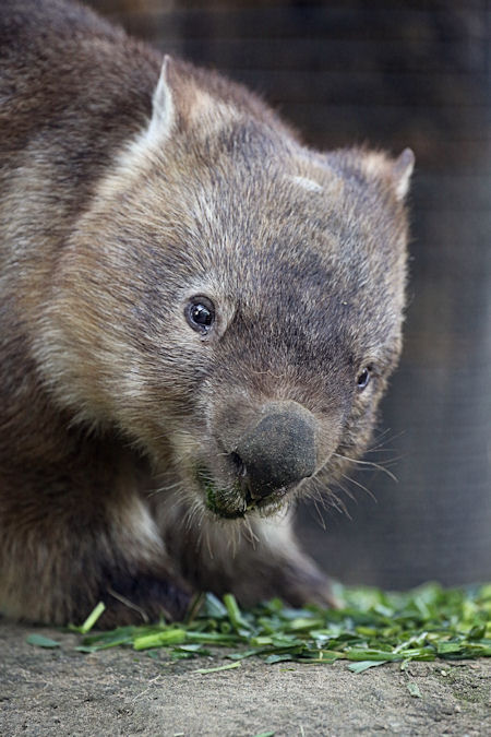 コモンウォンバット チューバッカ 14年に静かに命の灯火を消した動物園の人気者たちまとめ Naver まとめ