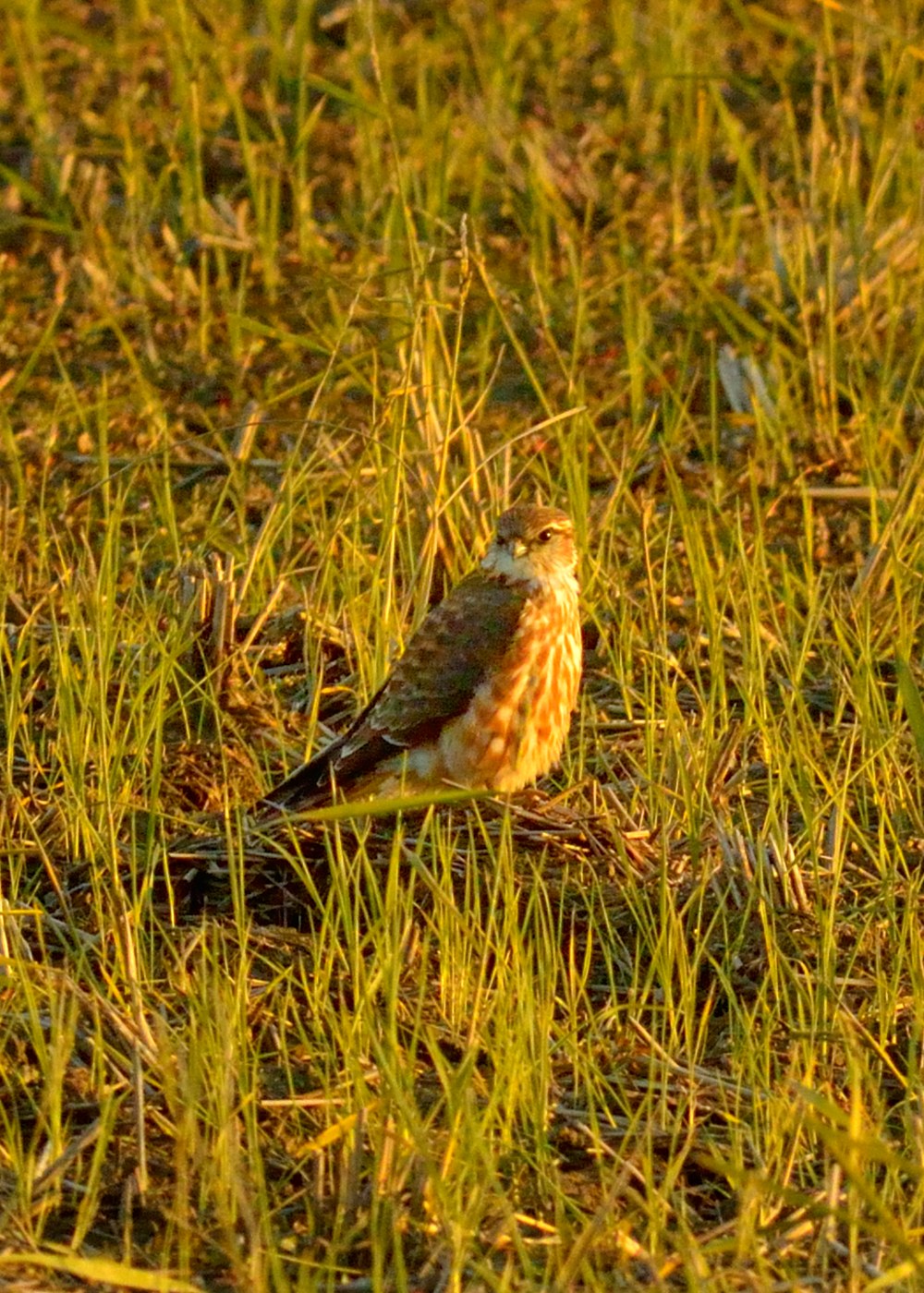 a0165725_1817190.jpg