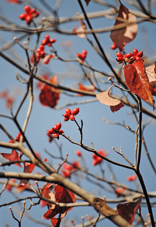 a0001354_22352260.gif