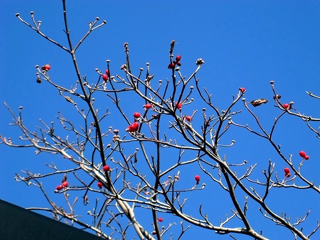 e0143690_895051.jpg