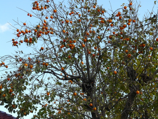 a0272591_2221110.jpg