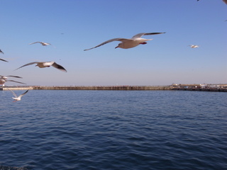 a0137192_1722920.jpg