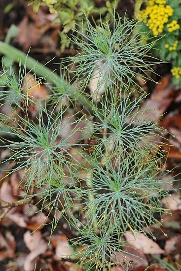 e0209997_1152890.jpg