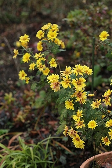 e0209997_115414.jpg
