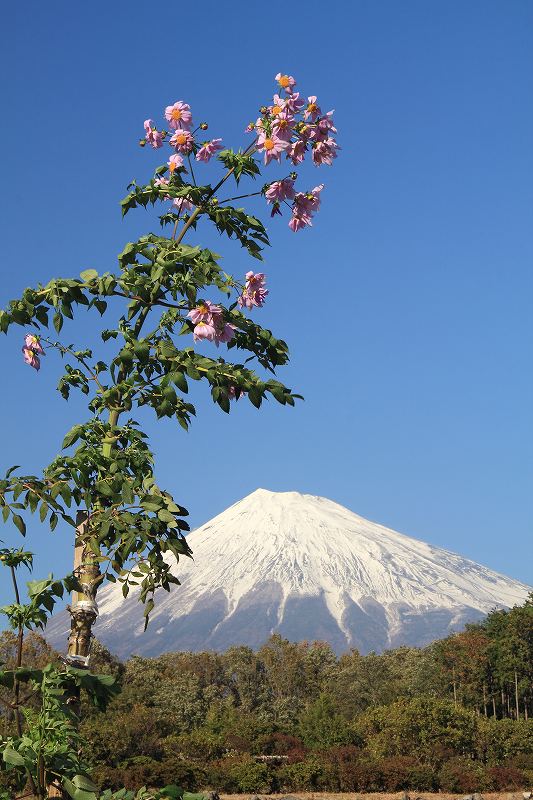 a0188405_19481938.jpg