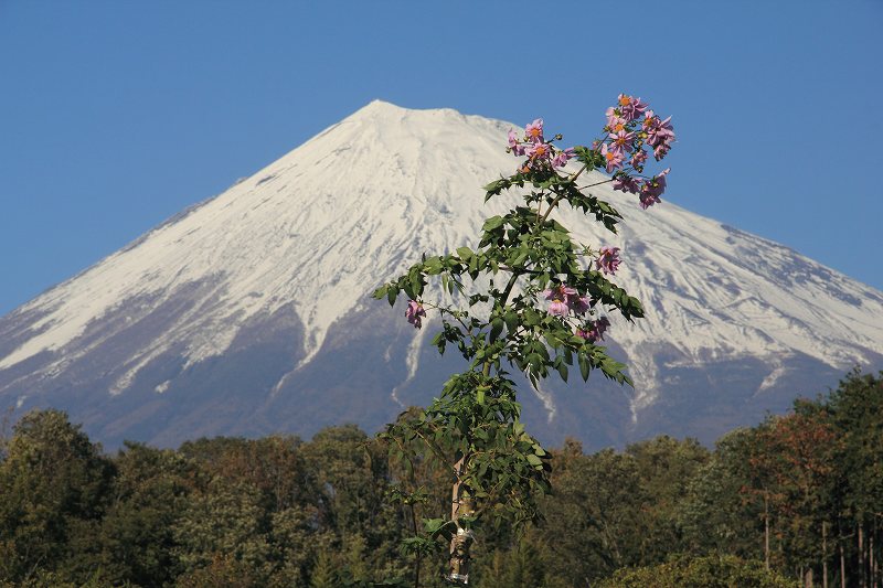 a0188405_1948725.jpg