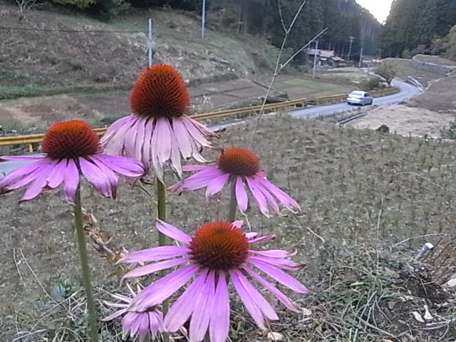 a0146070_5545736.jpg