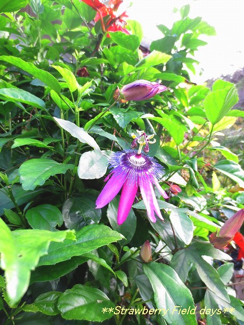 c0087094_1682253.jpg