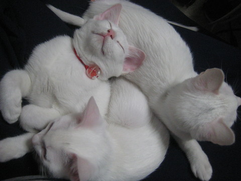 f0201297_046532.jpg