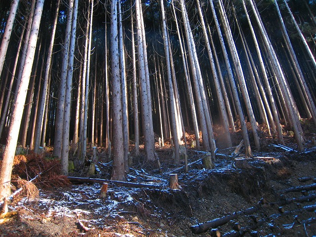 e0002820_832046.jpg