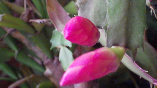 c0300035_11275820.jpg