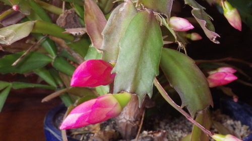 c0300035_11283581.jpg