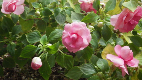 c0300035_11293638.jpg