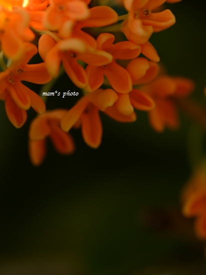 e0081339_22143370.jpg