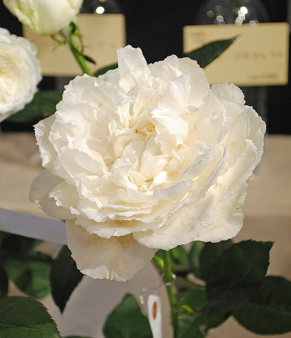 a0001354_2002664.gif