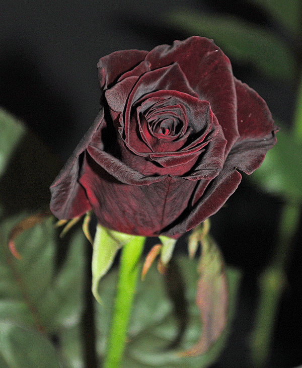 a0001354_2041597.gif