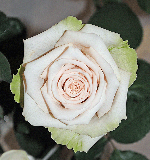 a0001354_2043189.gif