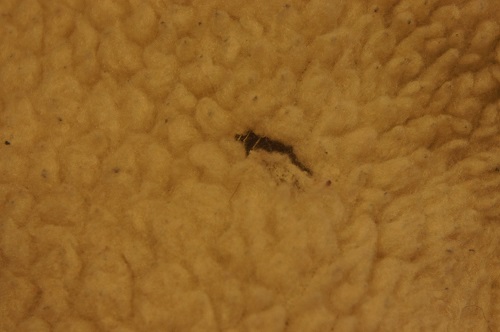 c0146178_15444888.jpg
