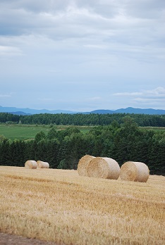 f0079484_2373728.jpg
