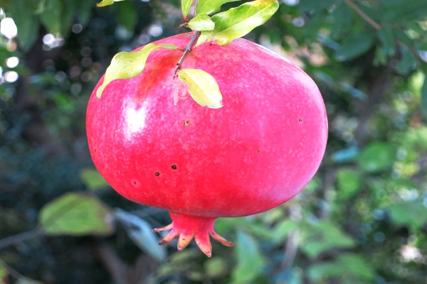 c0119197_8164867.jpg