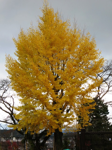 e0146907_1735924.jpg
