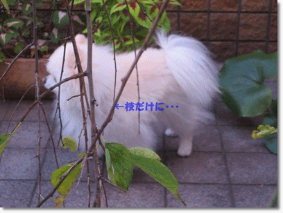 b0167519_21522989.gif