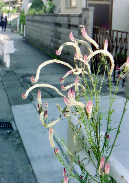 d0089742_2072286.jpg
