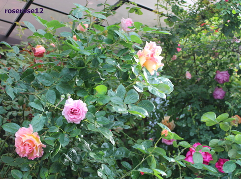 a0249051_5295030.jpg