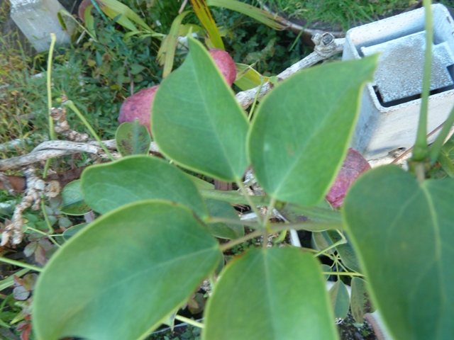 e0278968_2355541.jpg