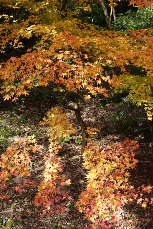 c0020320_17351981.jpg