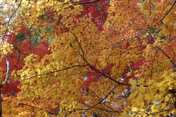 c0020320_17355743.jpg
