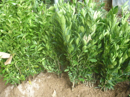 b0246036_13514570.jpg