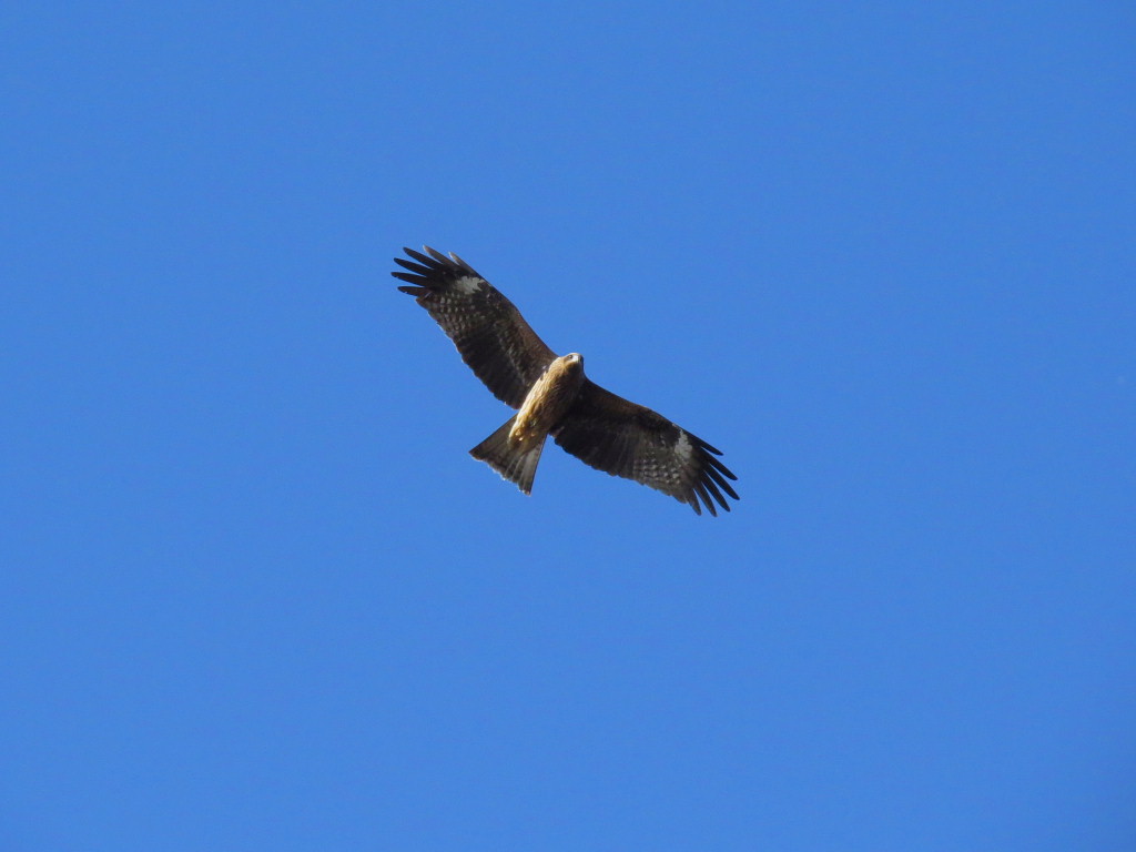c0305565_18073744.jpg