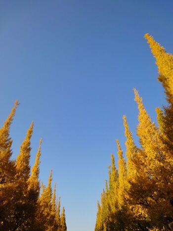 c0102268_18371580.jpg