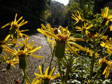 c0062511_8394169.jpg