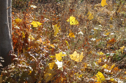 c0107129_21393893.jpg