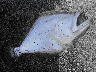 a0107341_185630.jpg