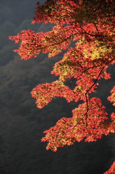 a0024250_12201240.jpg