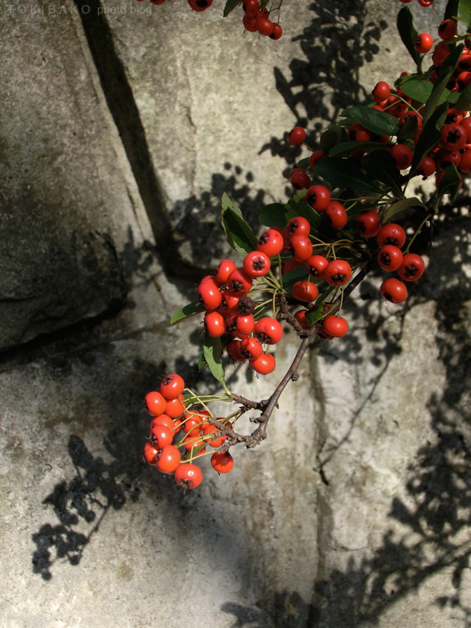 d0100156_036367.jpg