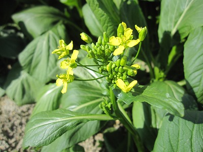 e0098473_132917.jpg
