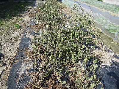 e0098473_145976.jpg