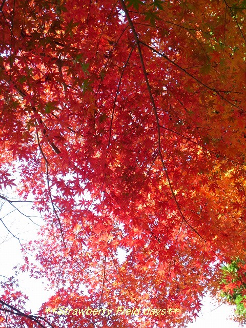 c0087094_21202633.jpg