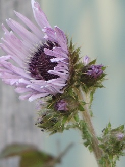 f0150620_8134765.jpg