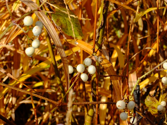 f0045630_9505783.jpg
