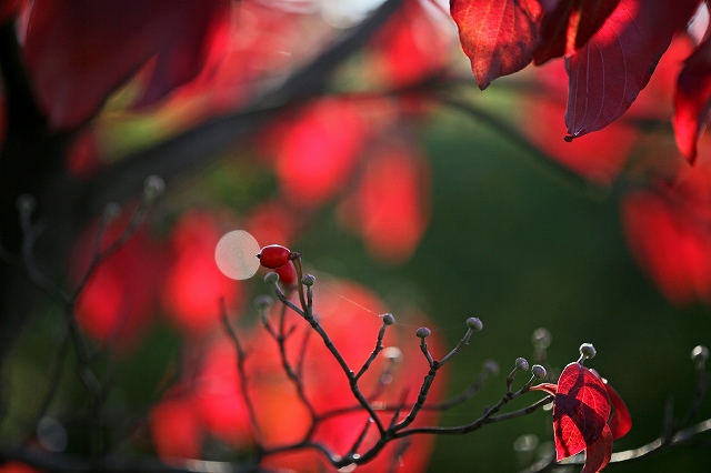 a0242438_19392717.jpg