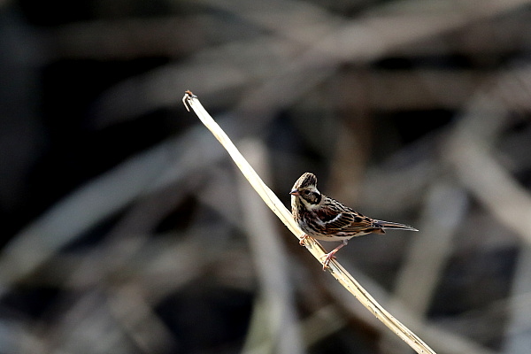 f0215964_8321621.jpg
